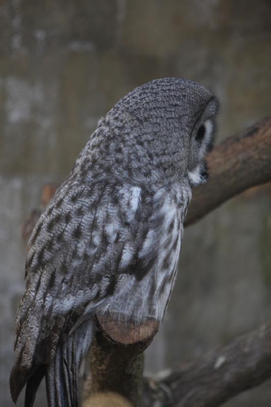 2010-04-13 17:54:44 ** Germany, Walsrode, Zoo ** 