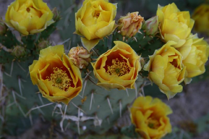 2007-04-15 16:35:46 ** Cactus, Phoenix ** Opuntia or prickly pear with yellow flowers in the garden of our hotel. 2007-04-15 16:35:46 ** Cactus, Phoenix ** Opuntia or prickly pear with yellow flowers in the garden of our hotel.