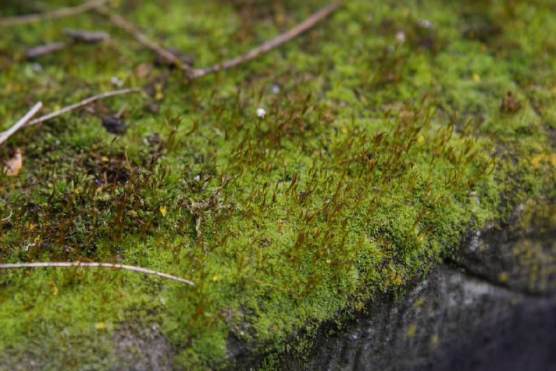 2010-04-16 15:38:26 ** Germany, Göttingen ** Moss on a wall.