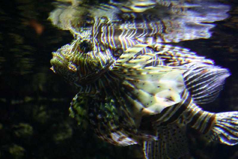 2007-10-13 12:55:16 ** Aquarium, California, Zoo ** Lionfish.
