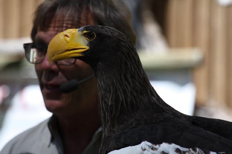 2011-07-15 15:02:53 ** Riesenseeadler, Utah, Zoo ** 