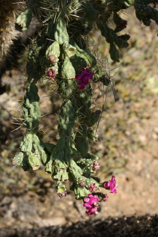 2006-06-17 16:53:48 ** Botanical Garden, Cactus, Tucson ** Blooming cactus.