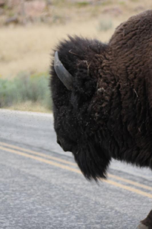 2013-08-24 15:46:35 ** Antelope Island, Bison, Utah ** 2013-08-24 15:46:35 ** Antelope Island, Bison, Utah **