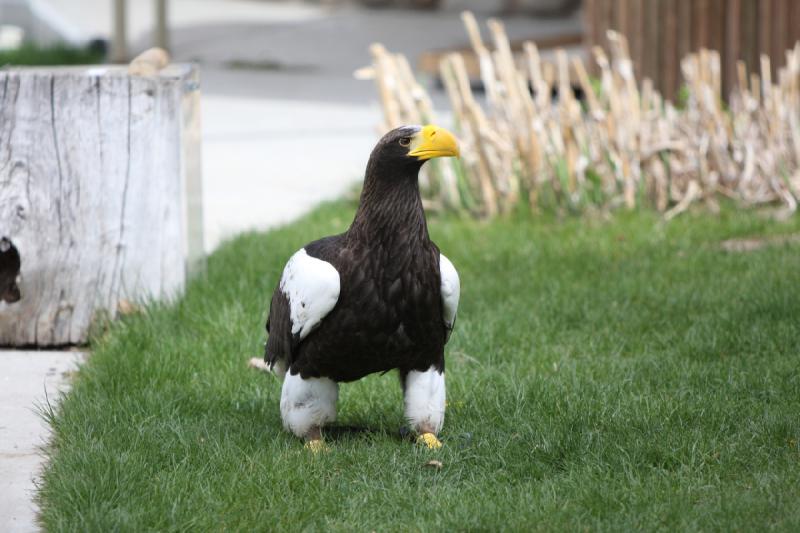 2011-05-07 11:03:01 ** Steller's Sea Eagle, Utah, Zoo ** 