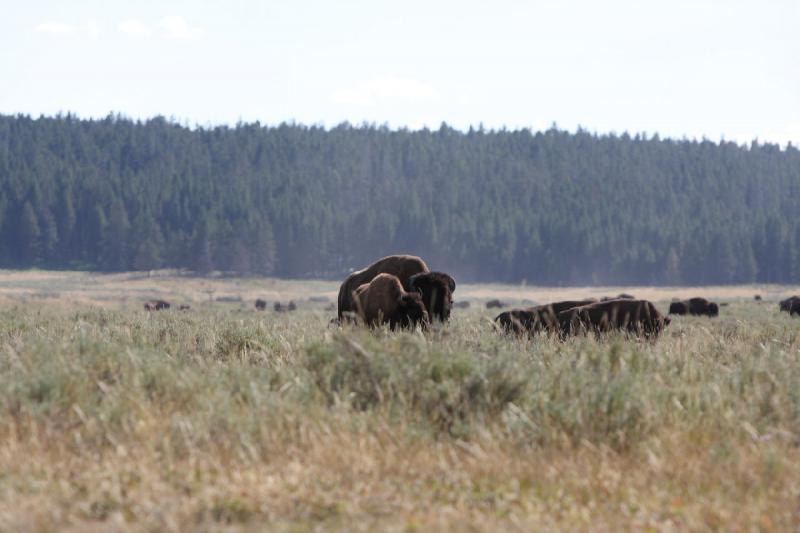 2008-08-15 17:09:38 ** Bison, Yellowstone Nationalpark ** 