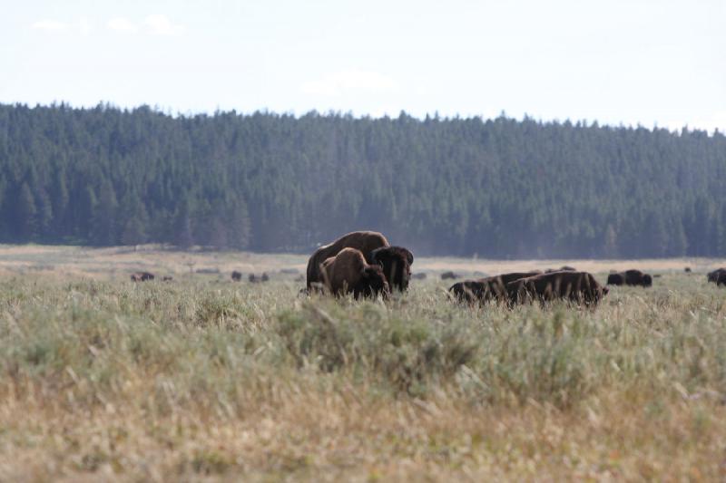 2008-08-15 17:09:38 ** Bison, Yellowstone National Park ** 