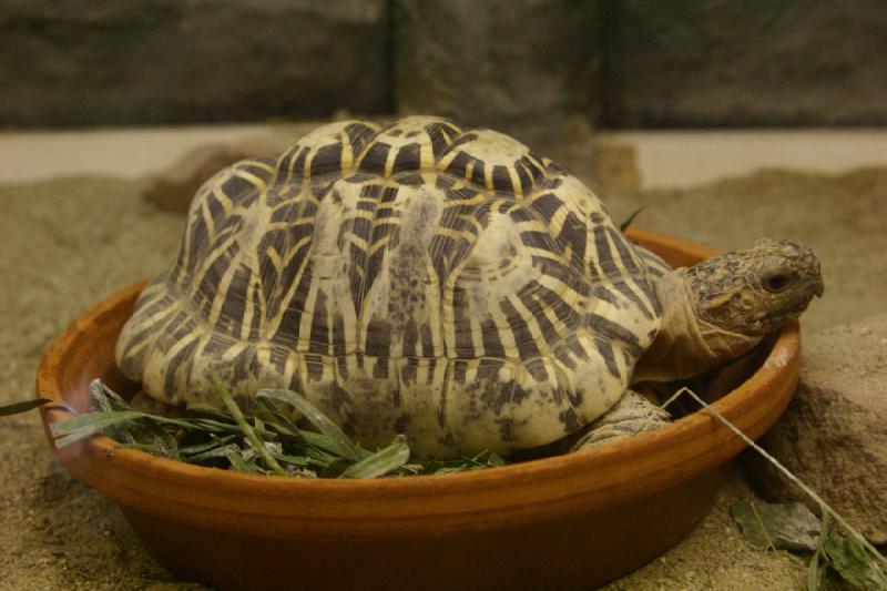 2007-06-18 12:37:30 ** Utah, Zoo ** Indische Sternschildkröte.