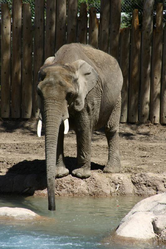 2007-06-18 11:51:52 ** Utah, Zoo ** Der Elefant sucht sich die Äpfel aus dem Wasser.