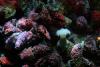 Corals and sea anemones.