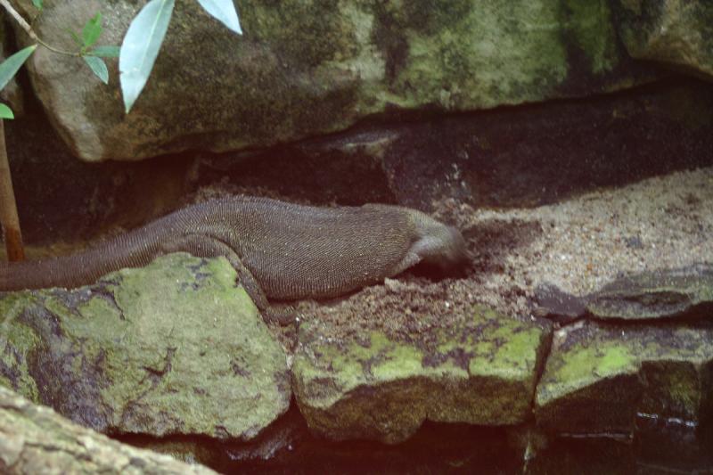 2005-08-25 14:52:26 ** Berlin, Germany, Zoo ** Monitor Lizard.