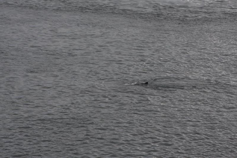 2012-06-19 20:15:32 ** Alaska, Cruise, Humpback Whale ** 