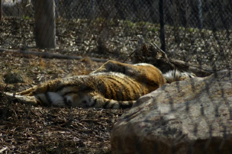 2007-03-11 14:41:12 ** Tiger, Utah, Zoo ** Tiger. 2007-03-11 14:41:12 ** Tiger, Utah, Zoo ** Tiger.