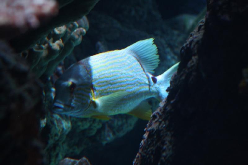 2014-03-12 15:48:03 ** Chicago, Illinois, Shedd Aquarium ** 