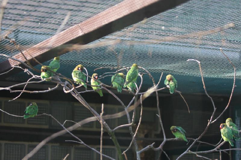 2010-04-13 17:29:17 ** Deutschland, Walsrode, Zoo ** 