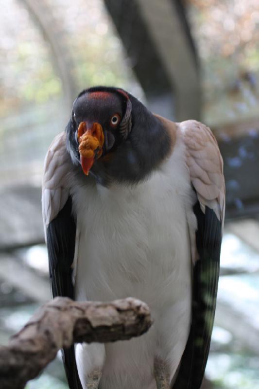 2011-07-16 08:59:16 ** King Vulture, Utah, Zoo ** 