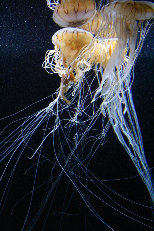 2005-08-25 14:42:42 ** Aquarium, Berlin, Germany, Zoo ** Jellyfish.
