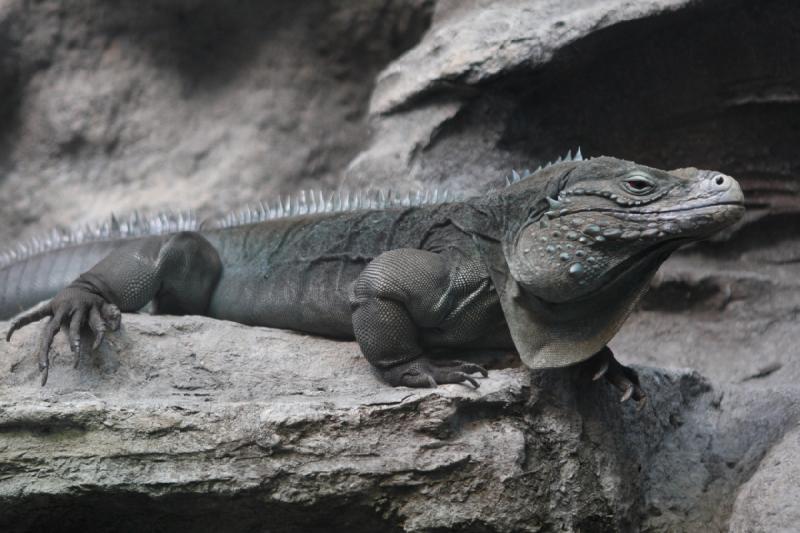 2014-03-12 14:42:29 ** Chicago, Illinois, Shedd Aquarium ** 