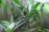 Spider.