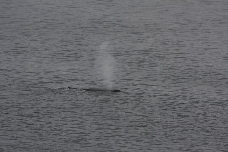 2012-06-19 20:16:32 ** Alaska, Cruise, Humpback Whale ** 