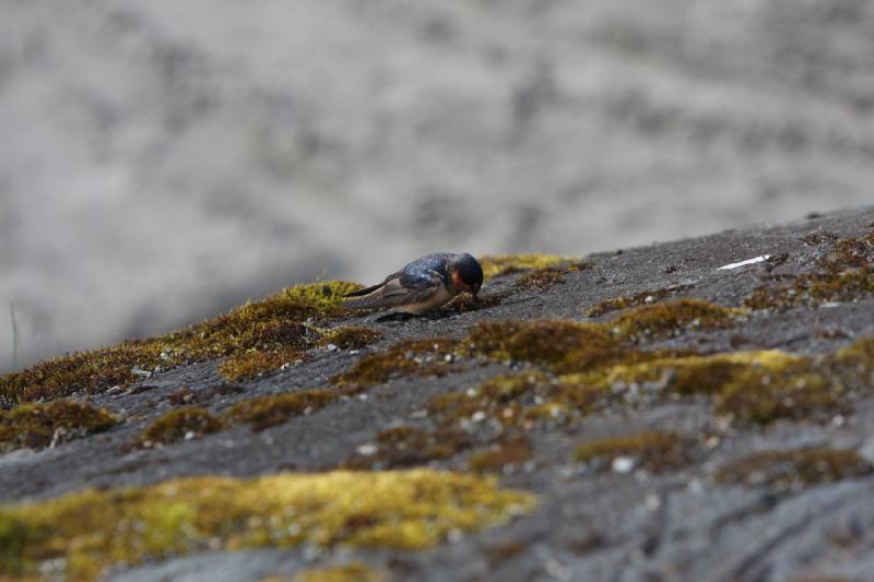 2012-06-20 16:47:46 ** Alaska, Cruise, Juneau ** 