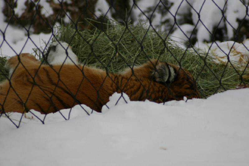 2007-12-09 16:15:10 ** Utah, Zoo ** Siberian Tiger.