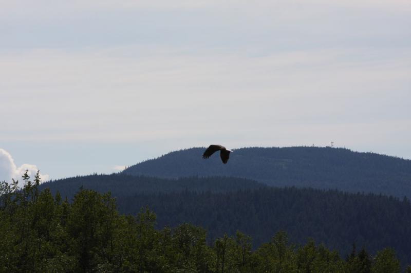 2012-06-20 16:31:56 ** Alaska, Bald Eagle, Cruise, Juneau ** 