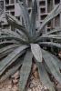 Inside the cactus garden.