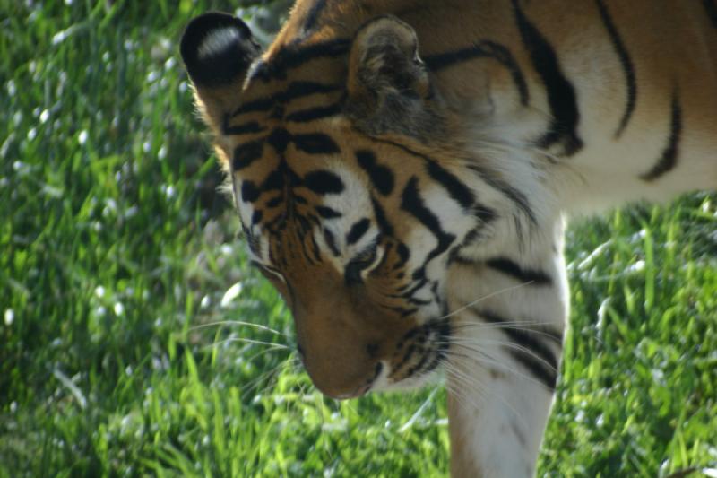2007-06-18 10:20:14 ** Tiger, Utah, Zoo ** Siberian tiger.
