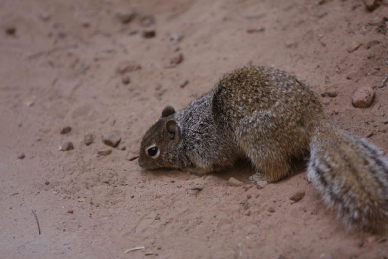 2011-05-29 09:56:59 ** Utah, Zion National Park ** 