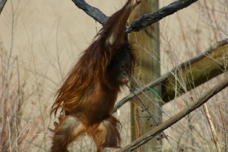 2007-03-11 13:38:36 ** Utah, Zoo ** Orang-Utan-Baby.