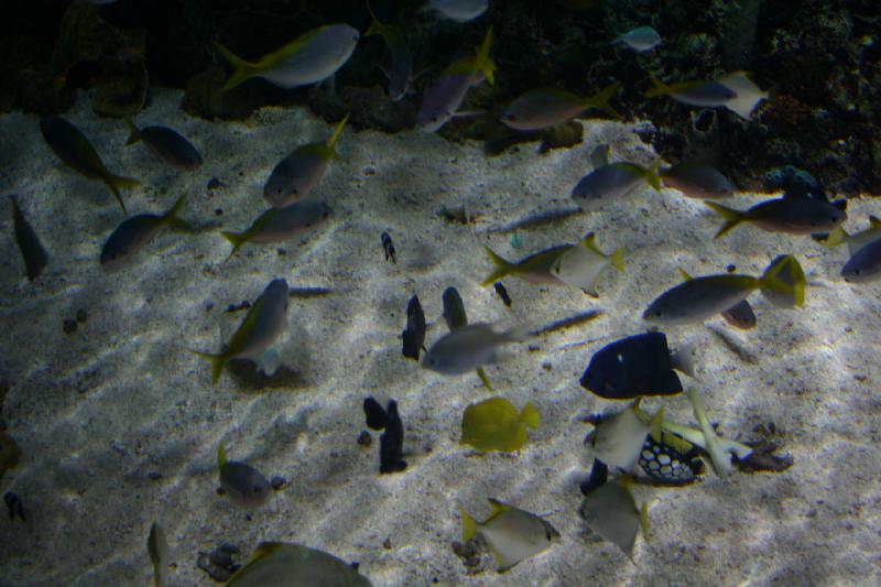 2007-10-13 12:46:02 ** Aquarium, California, Zoo ** Many fish.