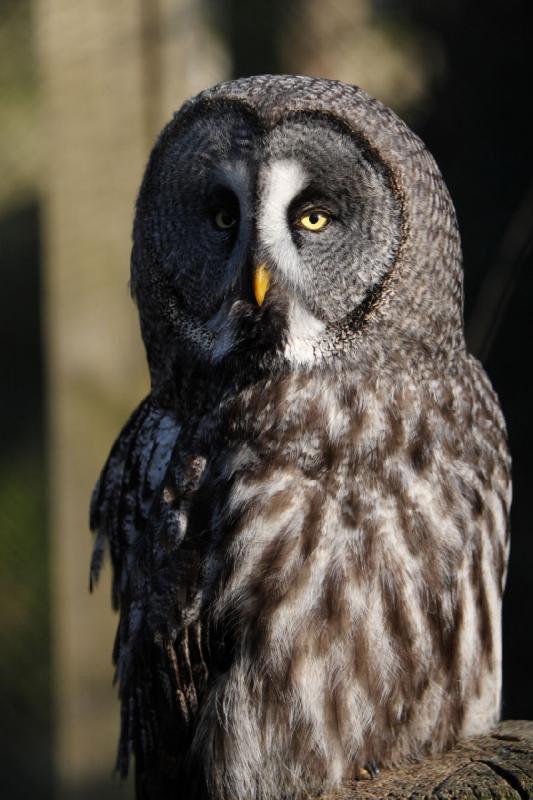 2010-04-13 17:56:15 ** Germany, Walsrode, Zoo ** Great Grey Owl or Lapland Owl (Strix nebulosa), largest species of the genus Strix.