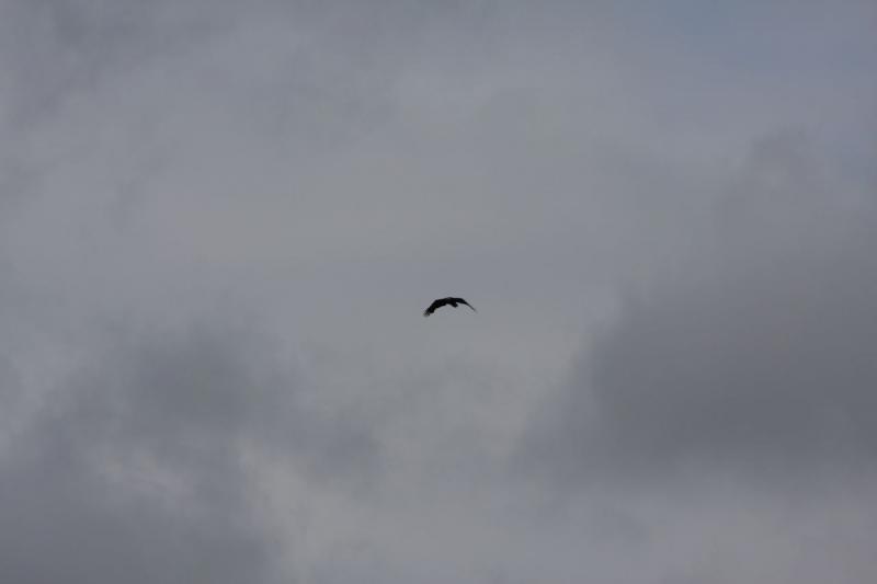 2012-06-19 16:46:03 ** Alaska, Bald Eagle, Cruise, Ketchikan ** 
