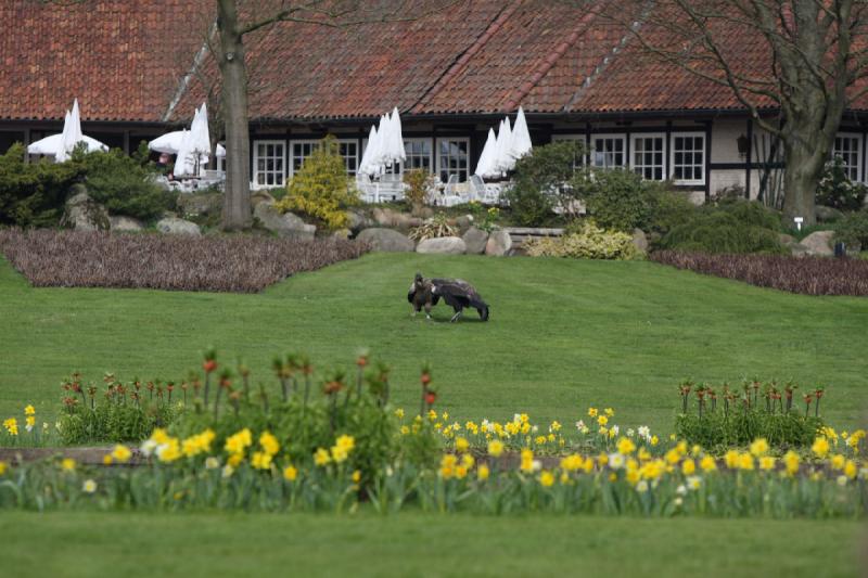 2010-04-13 14:53:52 ** Deutschland, Walsrode, Zoo ** 