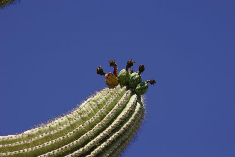 2006-06-17 15:35:30 ** Cactus, Tucson ** Fruit on a 'Saguaro' cactus.