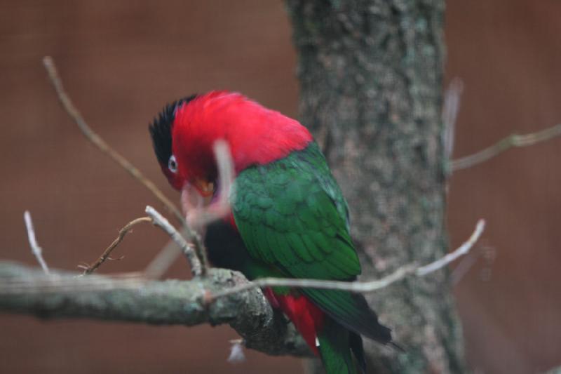2010-04-13 17:07:51 ** Germany, Walsrode, Zoo ** 