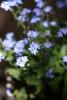 Forget-me-not.