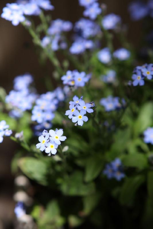2011-05-27 12:04:46 ** Flowers ** Forget-me-not.