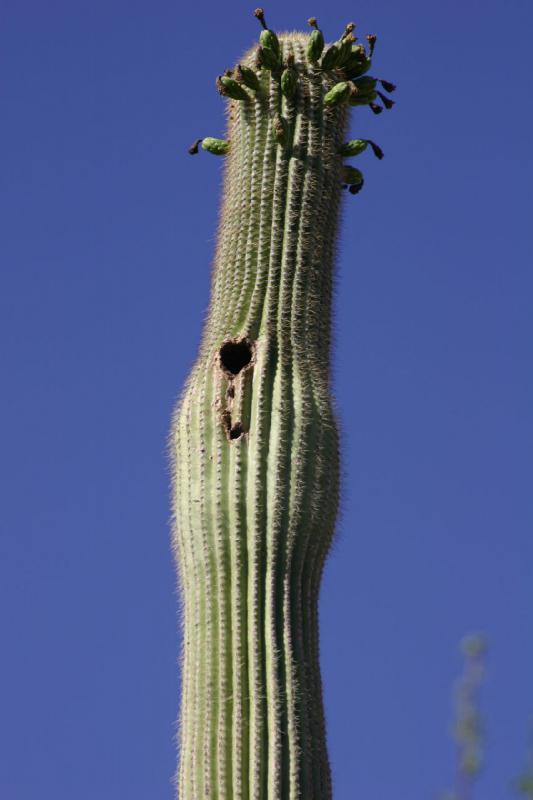 2006-06-17 16:30:54 ** Botanical Garden, Cactus, Tucson ** Bird house.