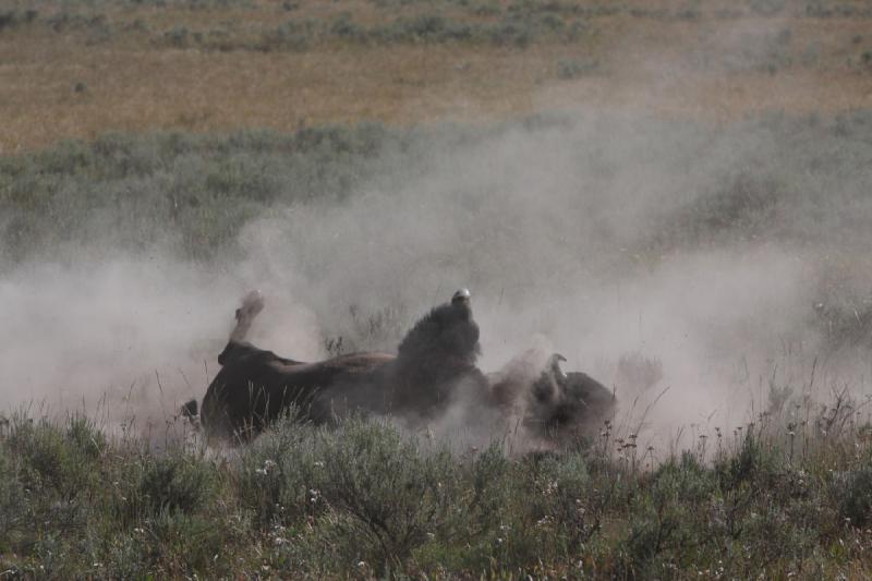 2008-08-15 17:17:43 ** Bison, Yellowstone Nationalpark ** 