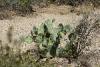 Cactus of the "Opuntia" genus, called "Prickly Pear" in English.