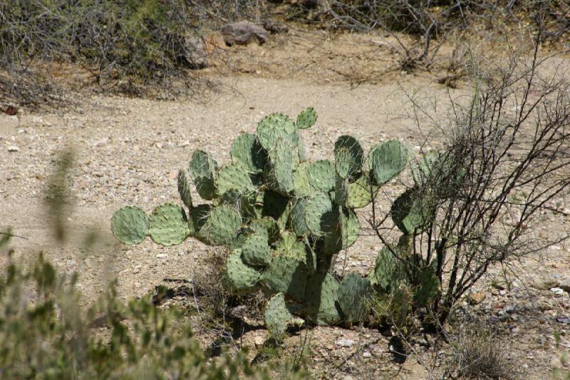 2006-06-17 11:04:40 ** Kaktus, Tucson ** Kaktus der 'Opuntia' Gattung, in Englisch 'Prickly Pear' und in Deutsch 'Feigenkaktus'.