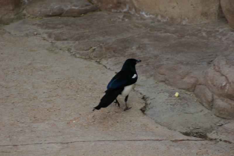 2007-03-11 15:26:10 ** Utah, Zoo ** Magpie.