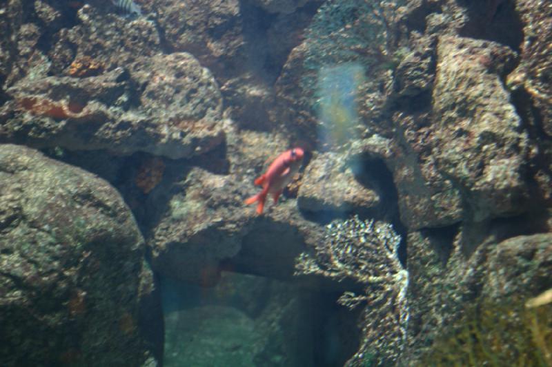 2008-03-22 11:06:28 ** Aquarium, San Diego ** 