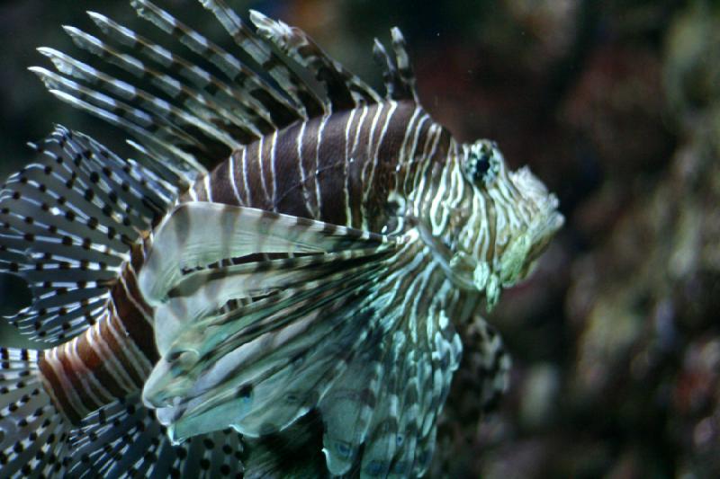 2008-03-22 11:18:50 ** Aquarium, San Diego ** 