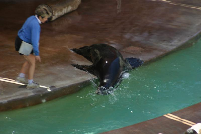 2008-03-20 13:20:34 ** San Diego, Zoo ** Sea Lion.