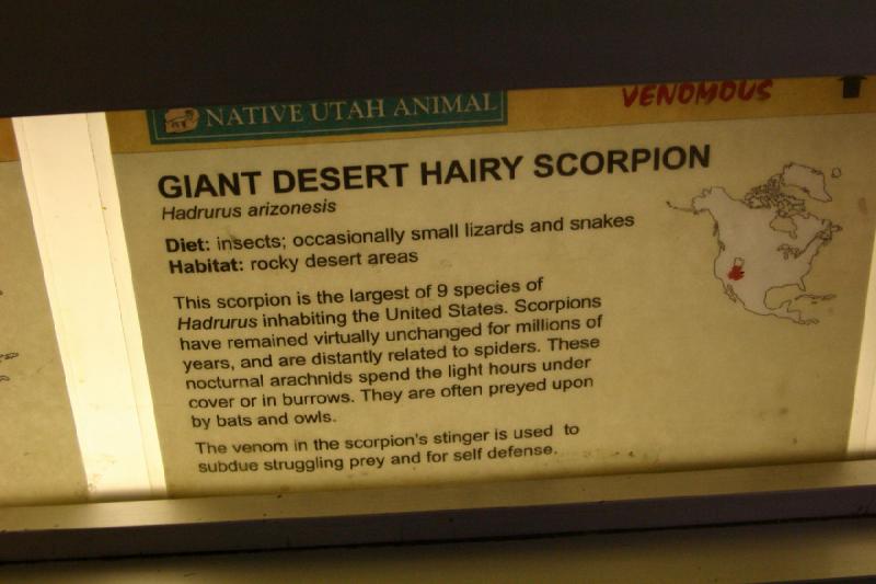 2007-06-18 12:40:18 ** Utah, Zoo ** Sign for the Giant desert hairy scorpion that as native to Utah.