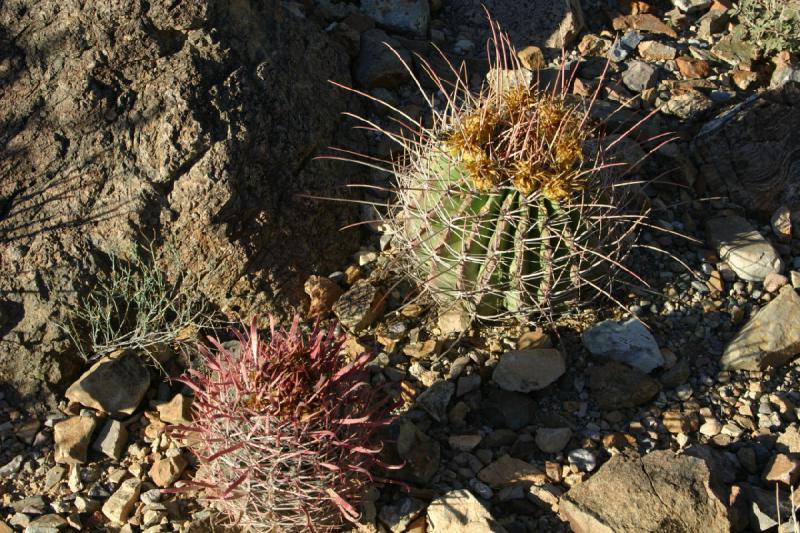 2006-06-17 17:41:38 ** Botanical Garden, Cactus, Tucson ** Little cacti.