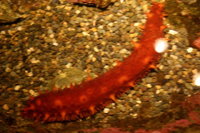 2007-09-01 11:16:58 ** Aquarium, Seattle ** Sea cucumber.
