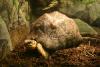 Radiated tortoise.